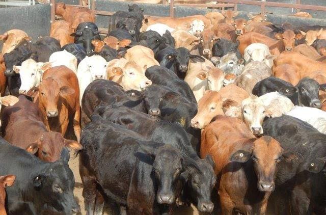 Part of a line of 208 crossbred heavy feeder steers 14-18 months averaging 451kg, from Dingo, QLD which sold for 378c/kg or $1707 a head.