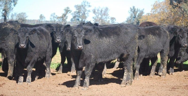 These 50 Angus heavy feeders 451kg at 14-15 months, on winter oats from Forbes, NSW topped last week's AuctionsPLus Targeted Feeder Sale at 397.2c/kg or $1795/head.