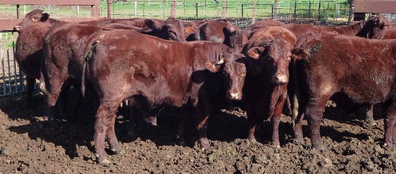 These 20-22 month old Santa first-calvers from Bears Lagoon, VIC sold for $2170 on Friday