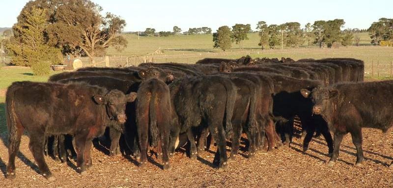 These 205kg Angus steers 10-12 months from Goulburn NSW, sold on Friday for 511c or $1045 per head.