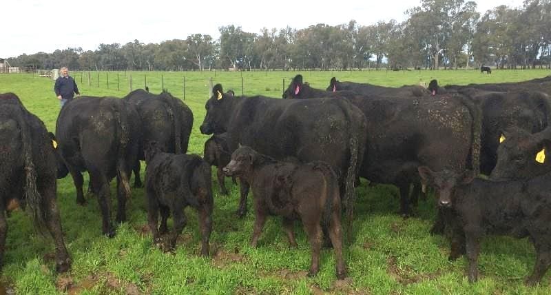 These 4-5 year old Angus cows with young Angus calves at foot, but not rejoined, from Wangaratta, VIC, made the top cow and calf price of $2700 on Friday. 