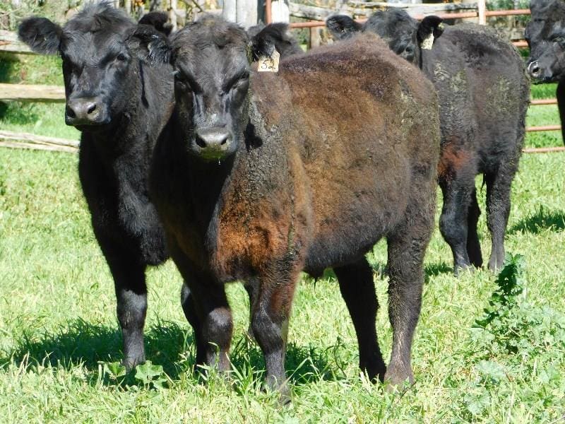 Part of a line of 54 Angus feeder steers 435kg from Dunnedoo, central NSW, which sold for 390c or $1697, forward contracted from November 14 delivery, in Tuesday's special feeder sale.