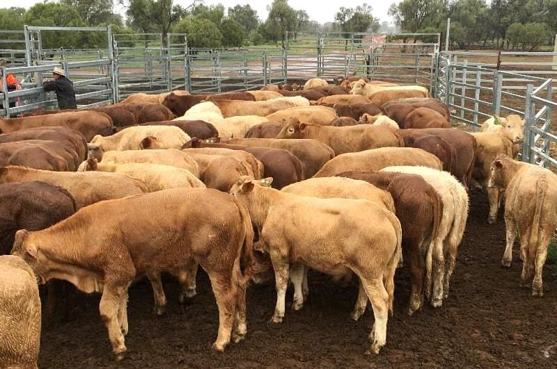 These Charolais cross backgrounder steers, 273kg, from Bollon, QLD made 417c or $1140, on Friday