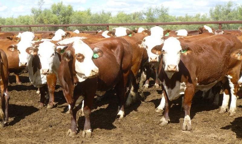 Part of a tidy line of 205 Braford proven breeders 4-8 years from St George, QLD that sold to southern NSW buyers on Friday for between $1530 and $1650. 