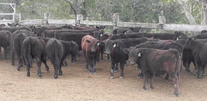 These 198kg Wagyu x Angus F1 weaned steers from Doughboy Pastoral Co, Bellbrook, NSW set a new AuctionsPlus record on Friday, selling for 709c/kg liveweight, on-farm.