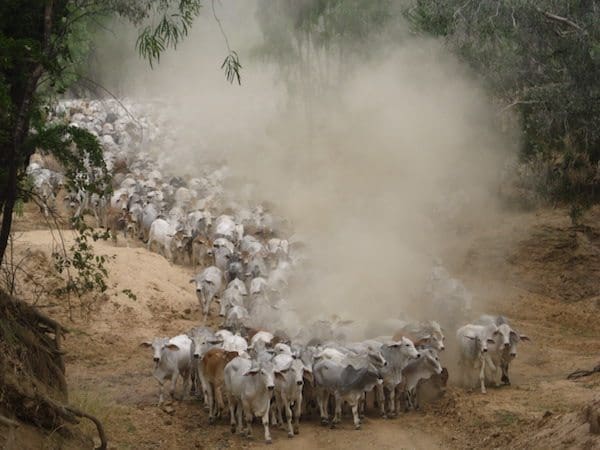 Brahman weaners being shifted on Abingdon Downs 