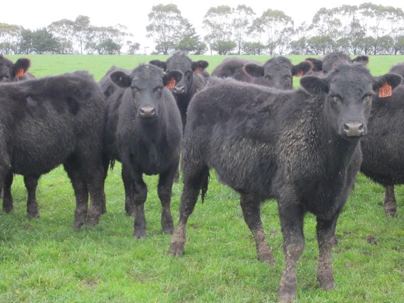 Angus calves