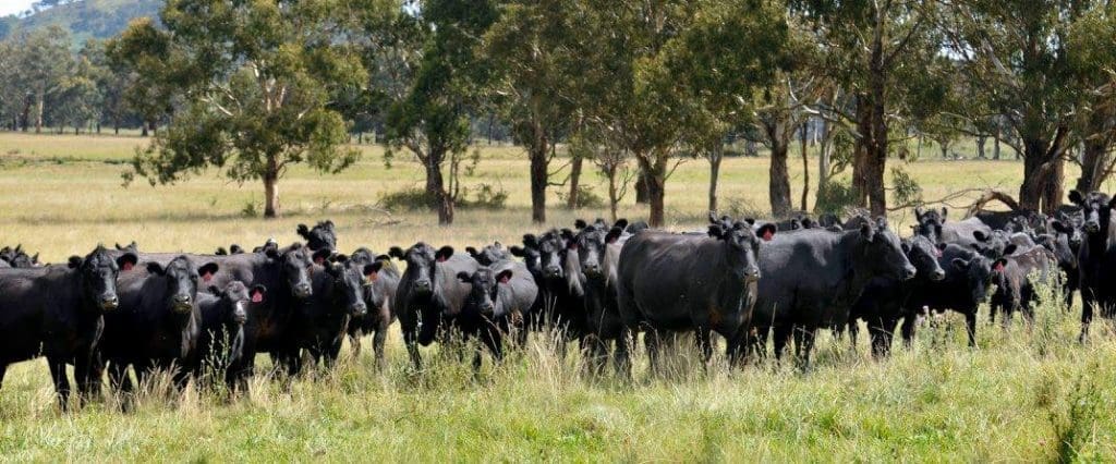 Angus cows 9