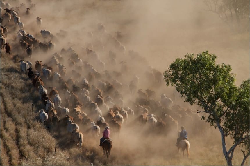 Mustering on Degrey station in the Pilbara