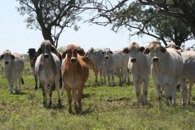 CPC will offer three central western Queensland properties as part of a capital re-diversion in early October, 