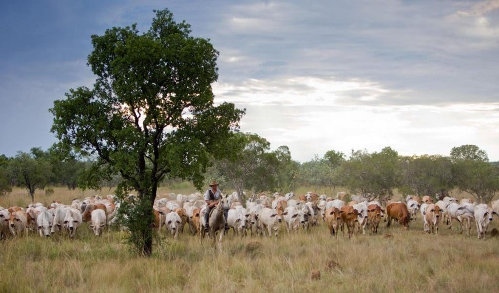 Brahman cattle Carlton Hill station. Source: CPC