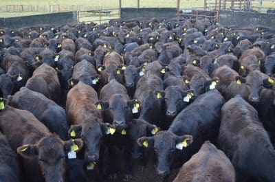 Edwards Livestock F1 Wagyu Cattle DSC_0659