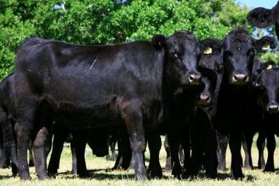 Edwards livestock