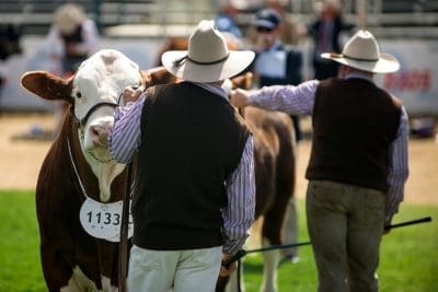 Ekka cattle judging