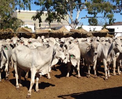 Brahman heifers in the holding yards at Karumba, ready for loading this week