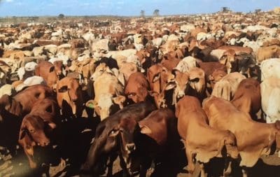 Llanarth feedlot 1