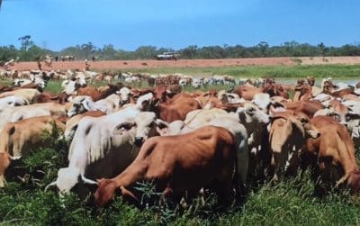 Llanarth feedlot 2