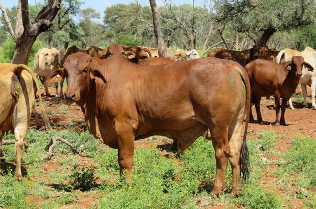 The sale included 11,000 Red Brahman and Droughtmaster type cattle