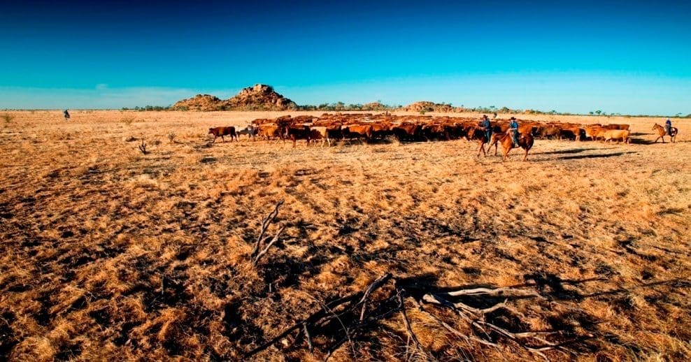 NAPCo Boomarra cattle northern - Copy