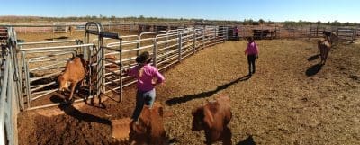 De Grey Station’s Pretty in Pink team of Tyla Comerford, Georgia White and Jack Douglas sorting weaners using race and slide gate in Event 2. Picture: Chris Curnow.