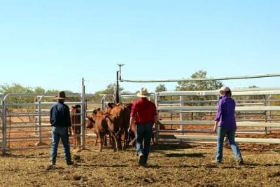Yarrie Station's Three Corners team moving cattle between yards – Left to right: Dave Campbell, Ren Wizard O’Halloran and Andrea Craigie. Picture: Eliza Wood