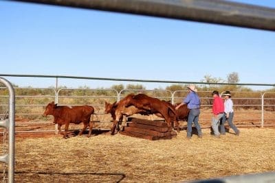 Pilbara Cup 3