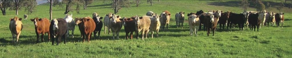 Backgroudner cattle on improved pastures on Sundown Pastoral Co's Newstead and Paradise aggregation near Inverell. 