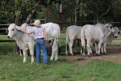 James Fenech with the young bulls before they departed.