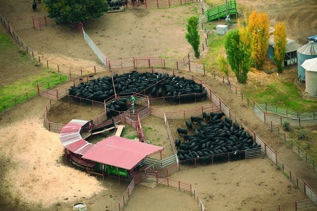 Cattle handling facility on Newstead