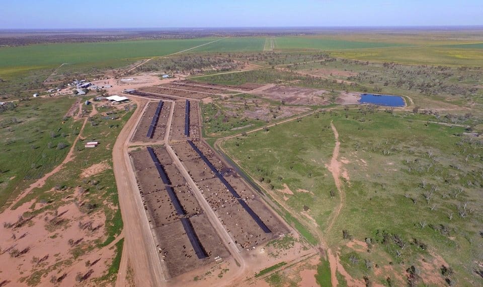 1-kia-ora-feedlot-walgett