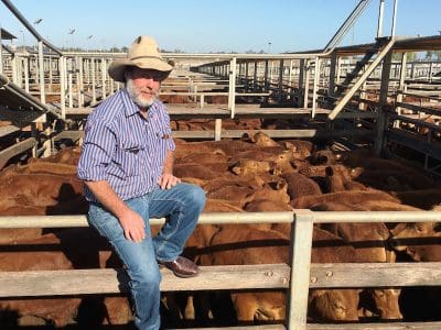 Andy Douglas, Springfield, Mitchell, sold Droughtmaster steers to 414c/kg for 270kg to return $1118/head at Roma’s Store Sale on Tuesday.  
