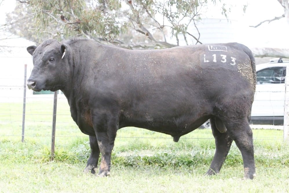 This season's highest priced Angus bull so far, Millah Murrah Loch Up, sold this week for $85,000.