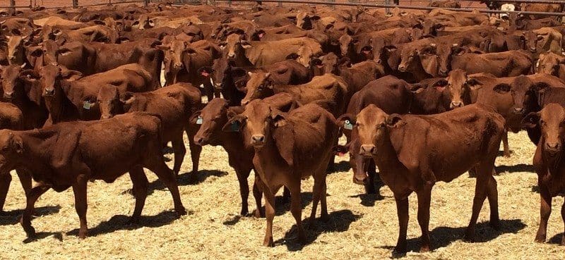 Part of a line of 556 Droughtmaster heifers, 222kg from Marble Bar in WA’s Pilbara region, which sold to a NSW buyer yesterday for $700 on-farm.