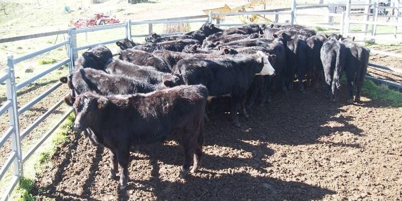 These 242kg Angus weaned steers from Triangle Flat, NSW sold for 478c/kg or $1155 a head. 