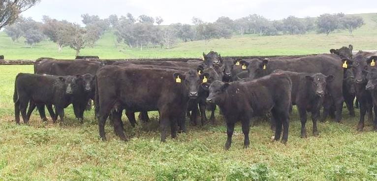 These first-calf Angus cows and calves from Tamworth NSW made $2920 on Friday's sale 