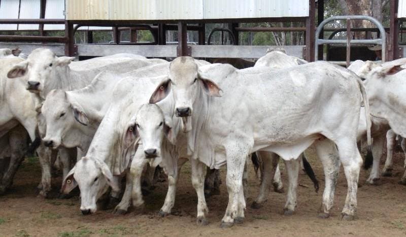 These quality 19-22 month old Grey Brahman NSM heifers out of Moura, QLD made at 355c/kg or $1410 on Friday