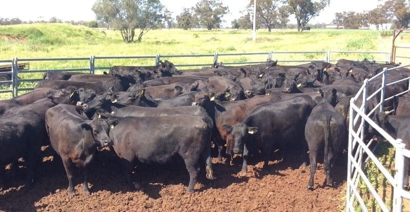 This line of 70 Paraway Pastoral Co-bred PTIC young Angus cows from Quambone, NSW made $1910 a head.