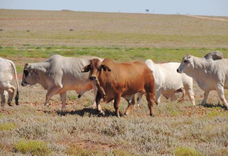 Two lines of grassfed Brahman export bullocks, each 400 head averaging 587kg, offered by S Kidman out of Durrie, near Birdsville on farm western QLD, made 529c/kg on property, for delivery after October 14. Note the herbage evident after recent rain.