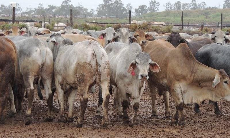 Two mobs of Brahman cross grainfed export steers ex CPC, 20-36 months averaging 525kg and 605kg, at Smithfield feedlot, Proston QLD, made 580c/kg against the grid, for delivery after October 23.