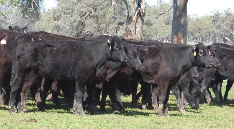 Part of a line of 460 209kg Angus backgrounder heifers from Goondwindi offered in four lots, which averaged 447c/kg or $933 a head on Friday.