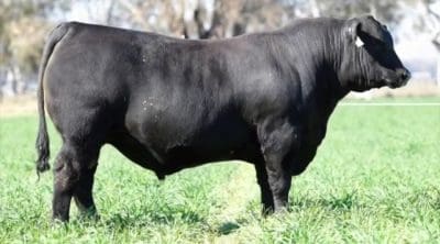 Ascot Lion Heart sold for $70,000 last week - the highest price ever paid for an Angus in Queensland.