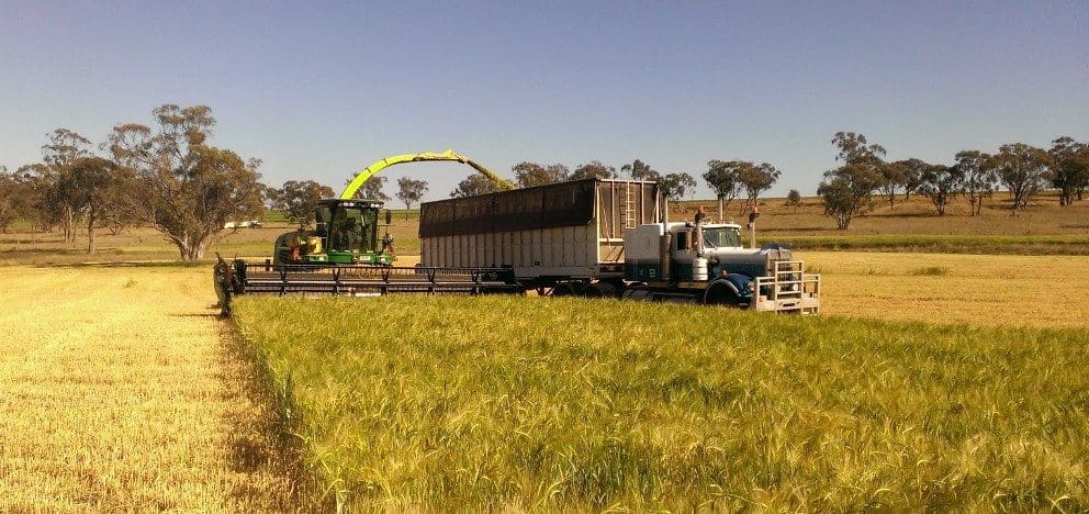 Barley Silage Winter NNSW (1)