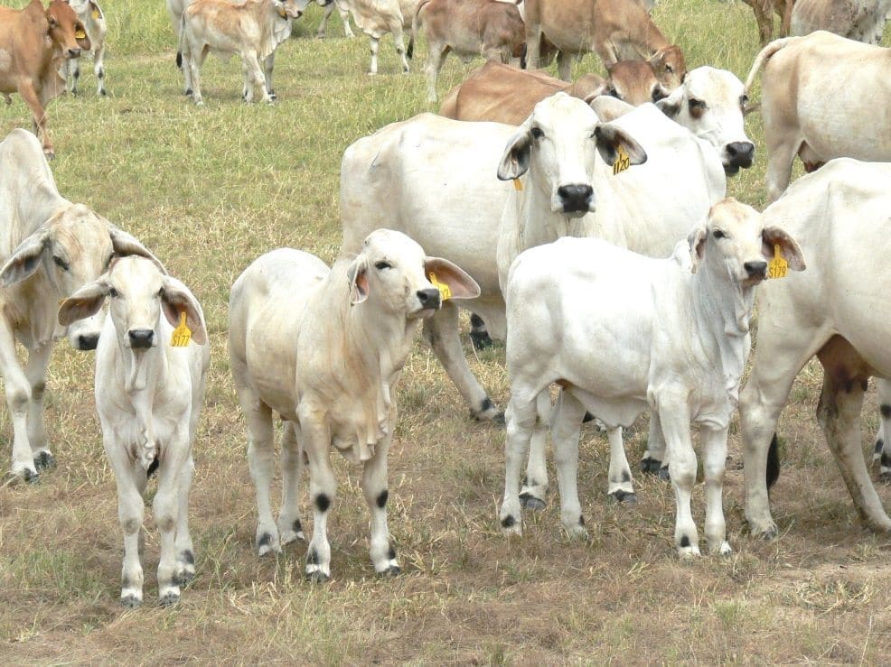 brahman-cows-calves