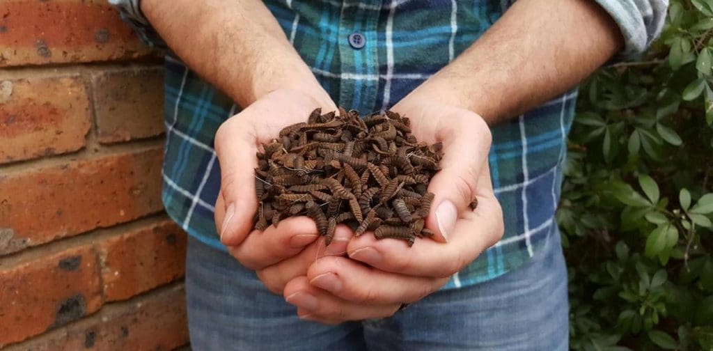 CSIRO flies hands