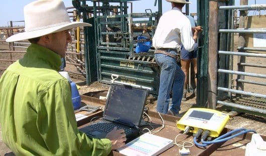 Data collection on the Barkly Tableland ... the CashCow project demonstrated the potential of electronic monitoring, Mike McGowan says.