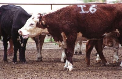 Cattle with BRD often exhibit coughing symptoms
