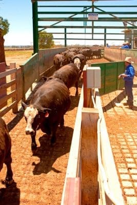 feedlot-cattle