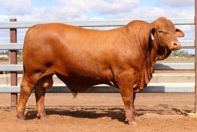 Karragarra Marcus, sold for $80,000 at this week's Droughtmaster National, with no BreedPlan data