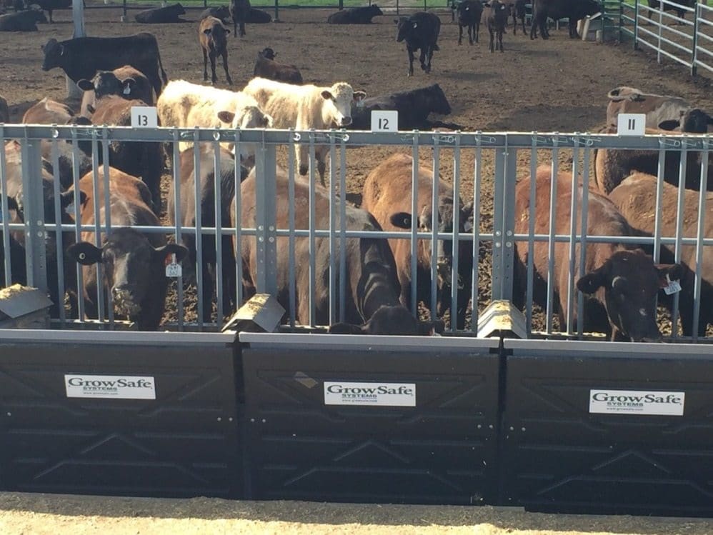Wagyu F1 steers in the Net Feed Intake sire test at Kerwee feedlot