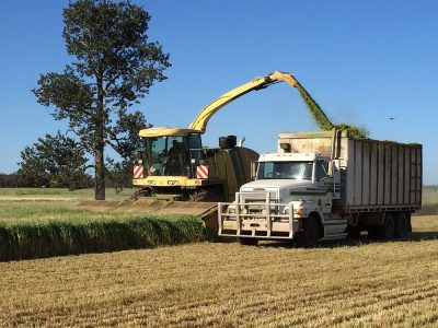 oats-silage-1